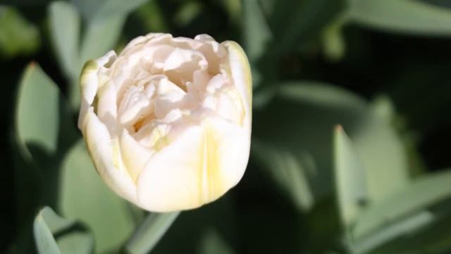 Тюльпаны. Не Маёвка смотреть онлайн