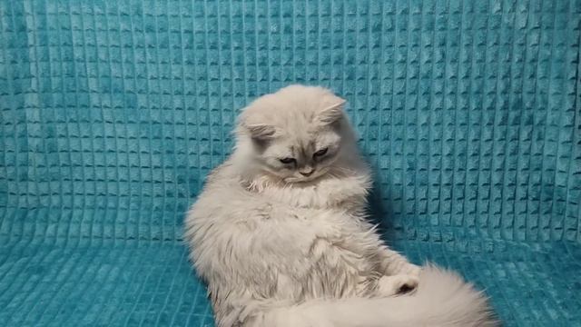 Elizar смотреть онлайн