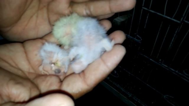 V Pied Cockatiel Fallow Cockatiel Eno Cockatiel Breeding Progress смотреть онлайн