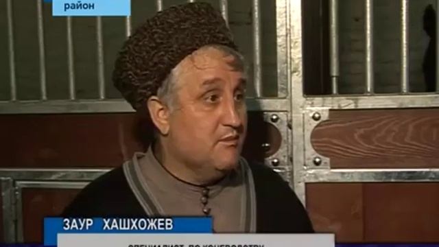 Кабардинская порода лошадей имеет большие перспективы. смотреть онлайн