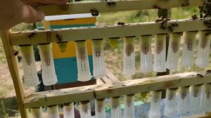 Отводки на старую матку перед акацией