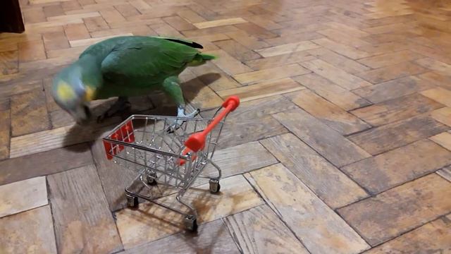 Игрушки для попугаев. смотреть онлайн