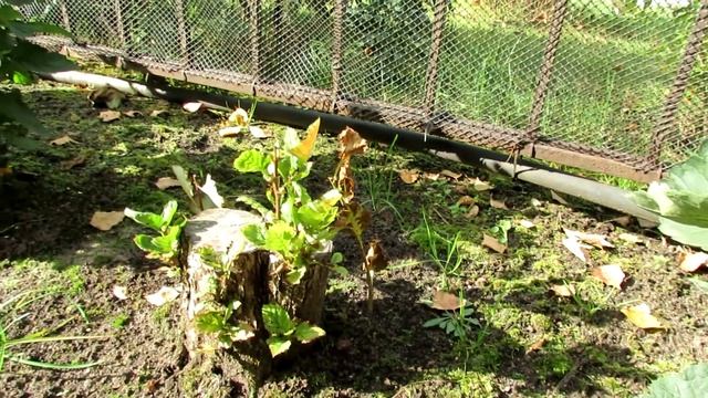 Вся правда о живой изгороди из боярышника. Часть 2 | Про Сад с Любовью смотреть онлайн