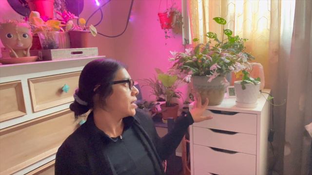 thanksgiving cactus fully bloom tips + care 🪴 смотреть онлайн