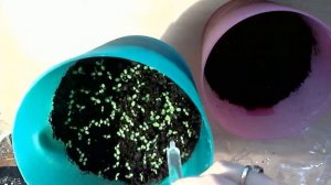 Как ухаживать за клубникой после ее всходов из семян.