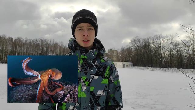 СПОСОБИ МАСКУВАННЯ ТВАРИН / МЕДВЕДИ, СПРУТЫ, ПЕСЕЦ / ПРОЕКТ ПО БИОЛОГИИ 7 КЛАСС (Юра, Бодя, Саня) смотреть онлайн