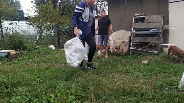 ✅ПРОДАЖА ПОРОСЯТ‼️ВЕС ПОРОСЯТ КРУПНАЯ БЕЛАЯ+ПЬЕТРЕН ПЕРЕД ПРОДАЖЕЙ⁉️ смотреть онлайн
