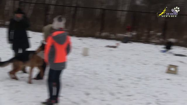 Развитие азарта к апортировке, упражнение игра в футбол, занятие группы ОКД смотреть онлайн