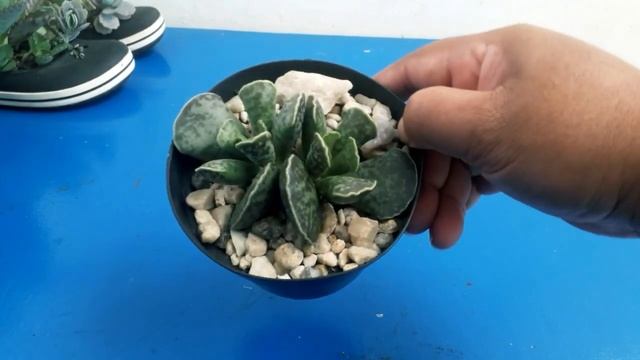 #DESAFIO A Origem | Mostrando O Adromischus Cooperi