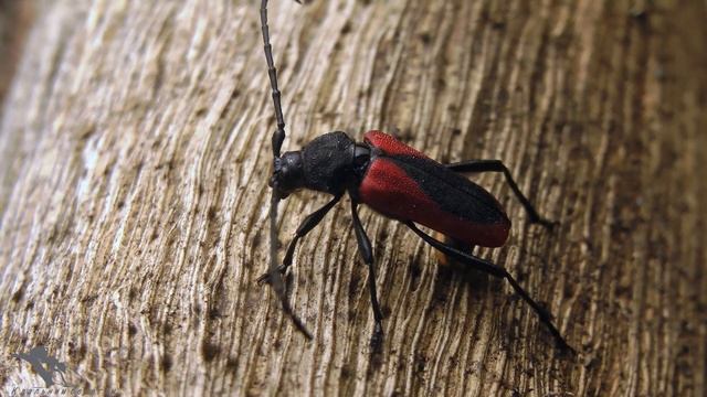 Жуки усачи или дровосеки. Редкие и обычные. Cerambycidae смотреть онлайн