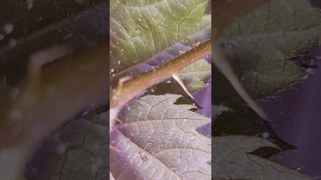 паутинный клещ на ежевике смотреть онлайн