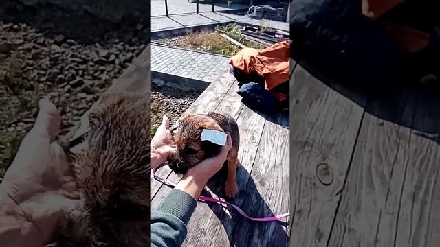 Клеим ушки бордер терьеру, чтобы быть по экстерьеру :)) мастер - класс от заводчика!! смотреть онлайн