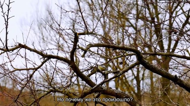 Почему у птиц нет зубов смотреть онлайн