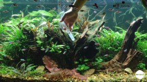 Перекись водорода в аквариуме