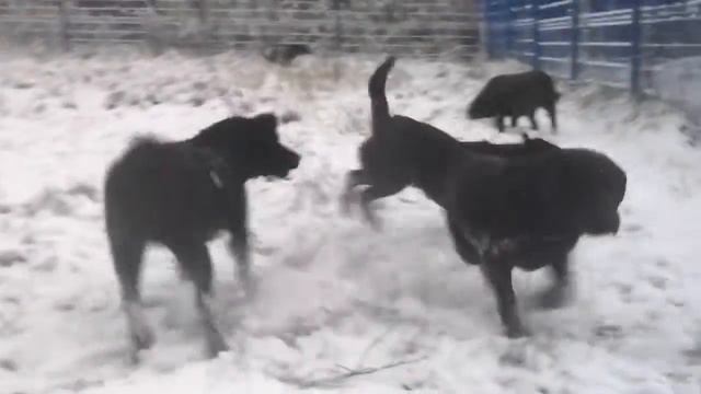 Первый снег 2016, Лабрадоры, голден. Прадо Ривьера смотреть онлайн