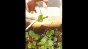 Весна, черенкование клематиса