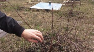 Обрезка пузыреплодника весной