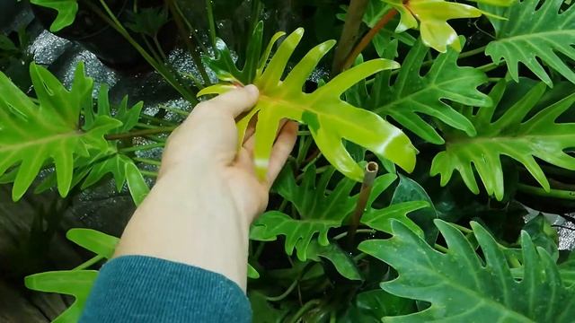 Филодендрон Ксанду триколор Philodendron xanadu смотреть онлайн