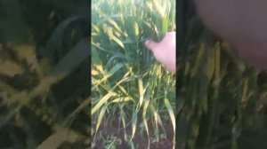 ячмень яровой. гербицид+карбамид по листу.