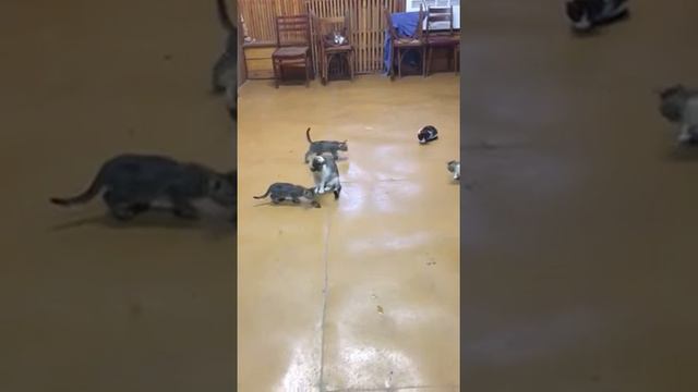 Кошка учит котят охотится на мышей. смотреть онлайн