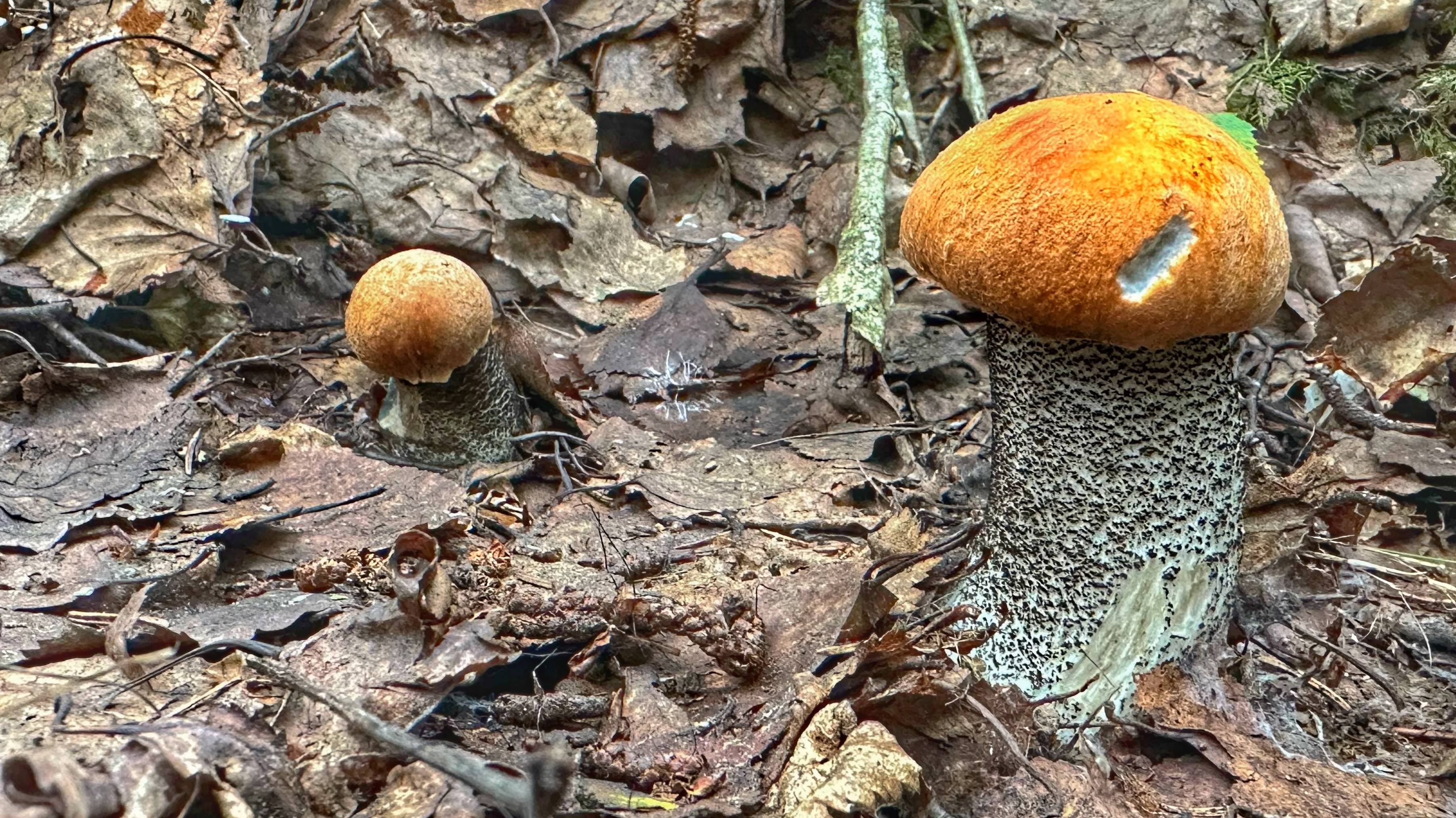 Тихая охота в июле 2023. Сезон открыт | Первые подосиновики и лисички смотреть онлайн