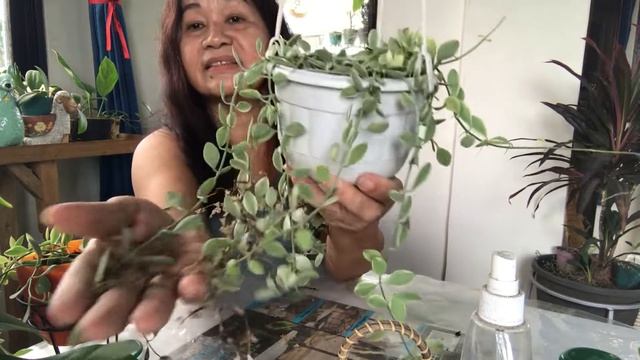 Dischidia Oiantha variegata update @ Passion at60 смотреть онлайн