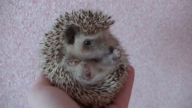 Вкусные насекомые для ежика смотреть онлайн
