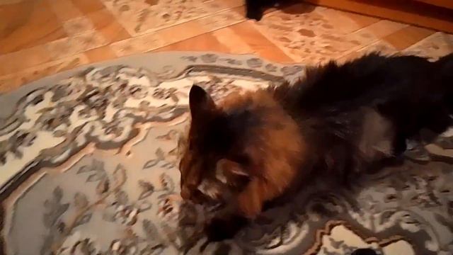 Кот Марс. Не знает, зачем приходит. смотреть онлайн