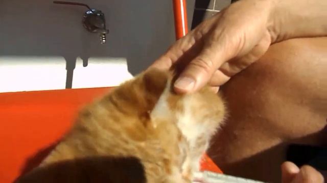 Как поить маленького котенка молочком со шприца смотреть онлайн