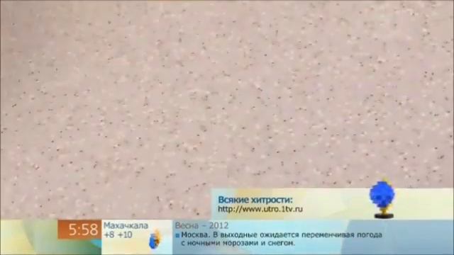 Салат «Сосновые шишки» -- привет из зимнего леса смотреть онлайн