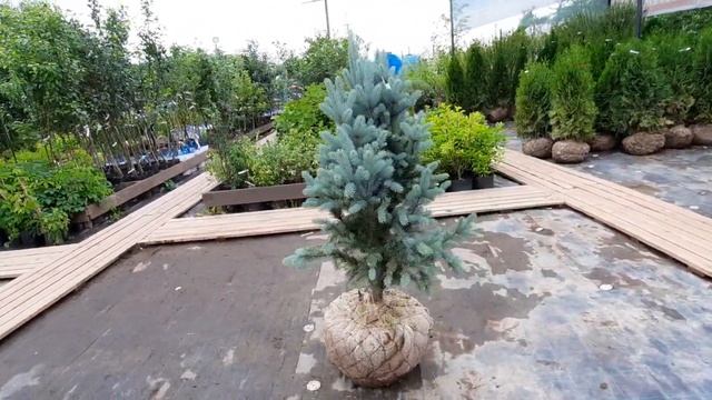 Ель колючая Изели Фастигиата (Iseli Fastigiata) 90-110 см смотреть онлайн