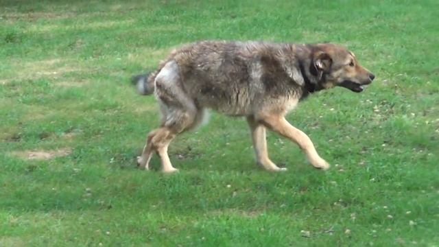 Luxi 2 смотреть онлайн