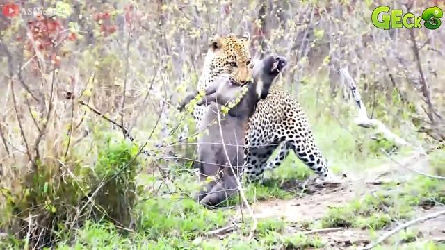 35 Bad Moments Leopards get injured while picking the wrong prey, what happens next? | Animal Fight смотреть онлайн