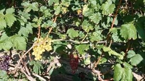 @ДЕГУСТАЦИЯ  Виноград БАСАНТИ  Коллаж винограда, прививки