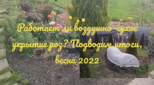 Воздушно-сухое укрытие роз, работает или нет? Подводим итоги, весна 2022