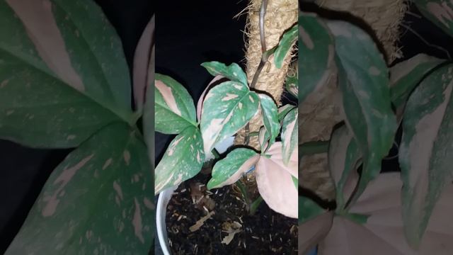 Tanaman hias Syngonium Pink Splash смотреть онлайн