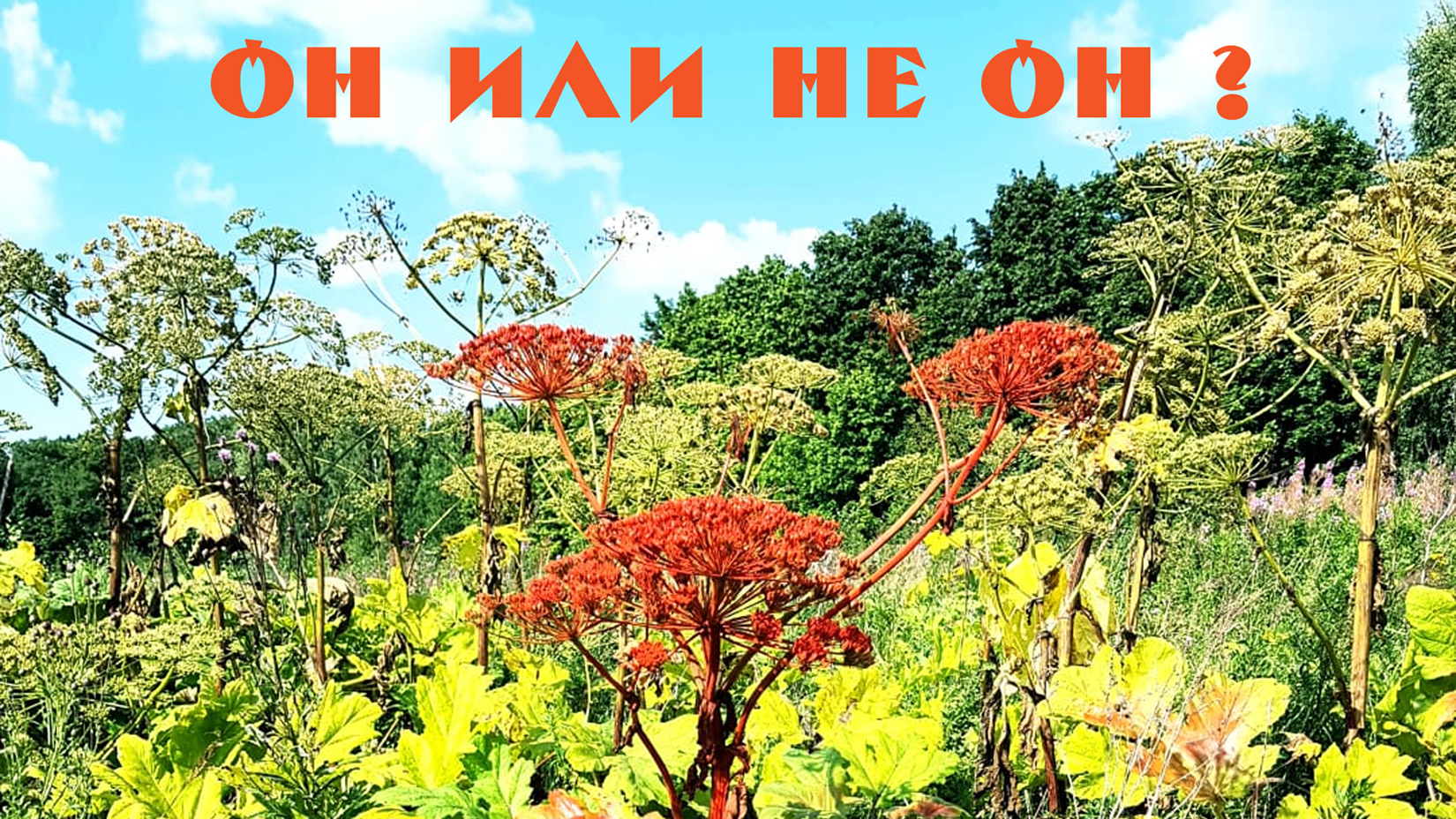 Как отличить борщевик Сосновского от борщевика сибирского и других похожих растений смотреть онлайн