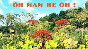 Как отличить борщевик Сосновского от борщевика сибирского и других похожих растений