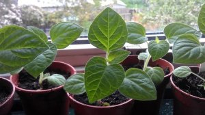 Физалис выращивание, уход