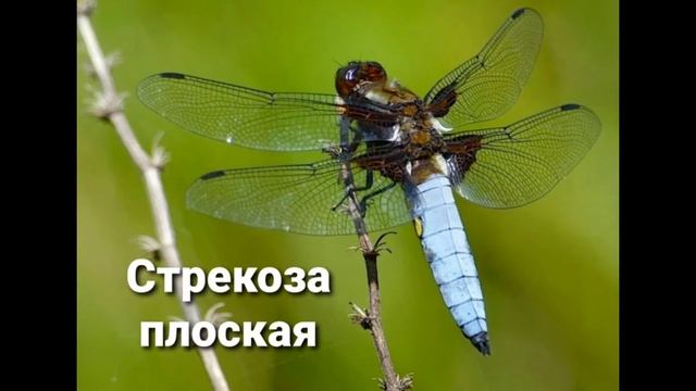 20 моих любимых видов стрекоз ?? смотреть онлайн