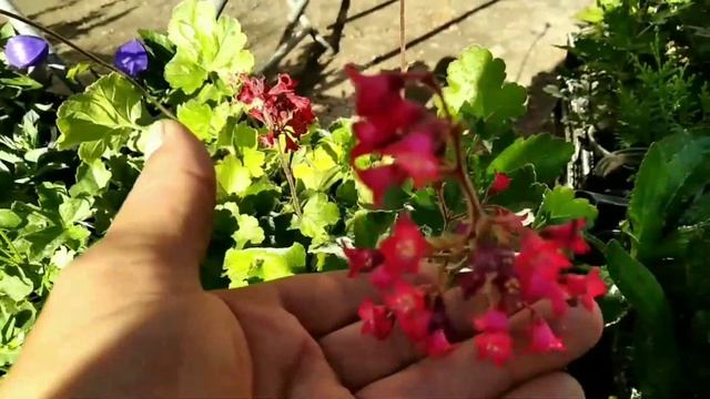 Какую рассаду продаём в июне? ЛЕТНЯЯ ПРОДАЖА многолетних и комнатных ЦВЕТОВ! смотреть онлайн