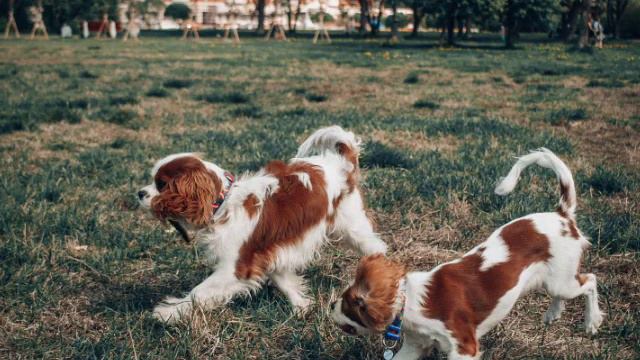Кавалеры Кинг Чарльз спаниели Армани и Соня на свободе! Cavalier King Charles spaniel смотреть онлайн