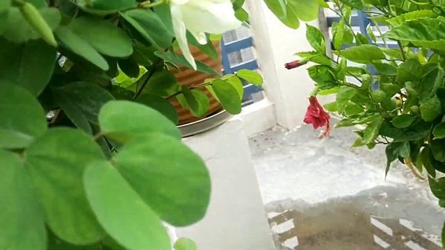 Kachnar Plant | कचनार में बम्पर फूल देखने के लिए इस एक चीज़ का उपयोग करें | Use This for flowers смотреть онлайн