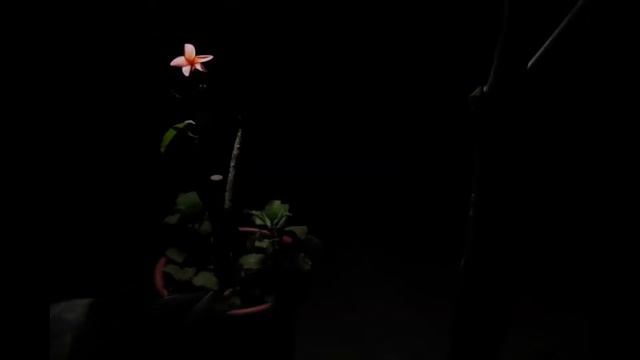 Plumeria Flowers Blooming at Night Time - Frangipani in Hawaii смотреть онлайн