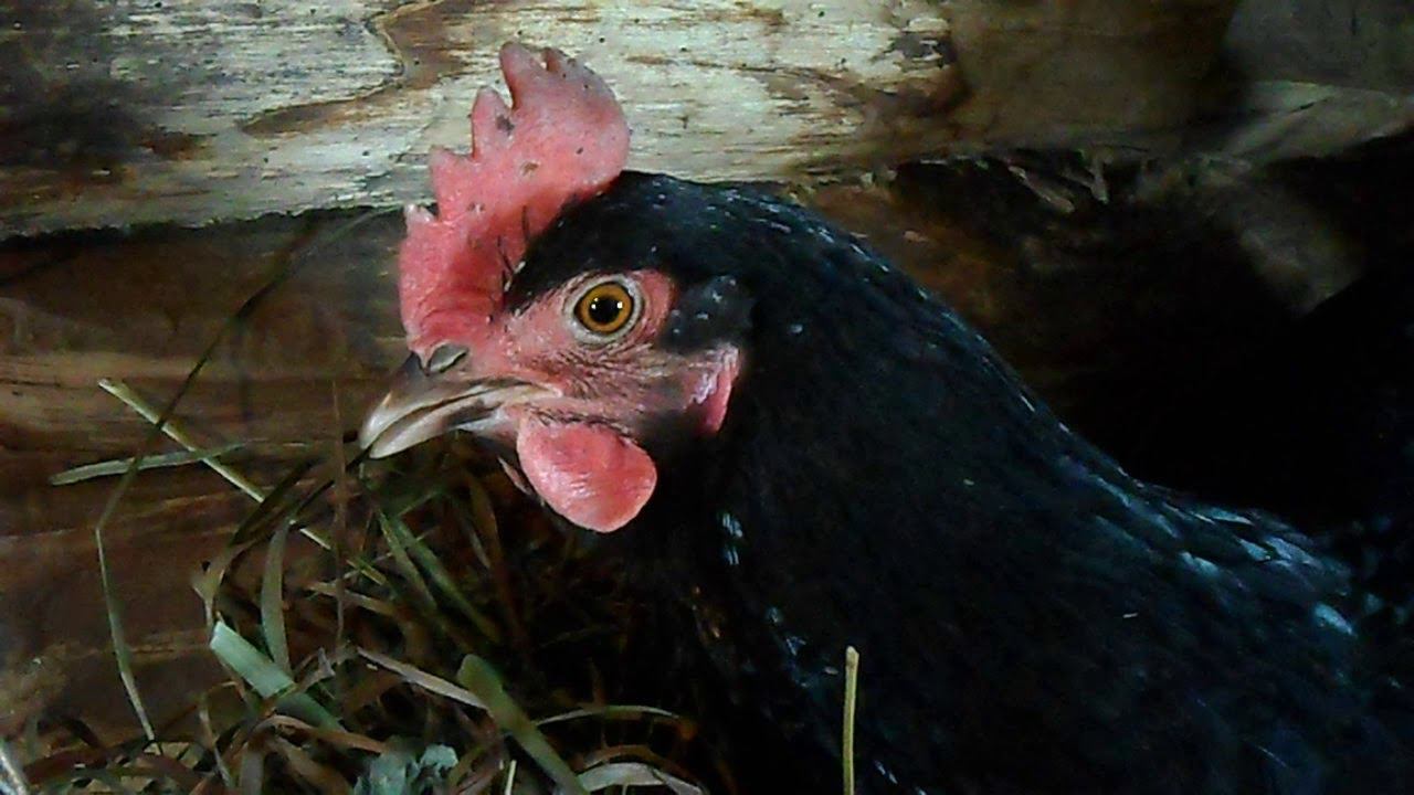 Курица кудахчет смотреть онлайн