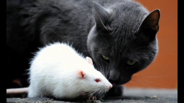 В гостях у Злой Королевы. #Сказка #Кот #Мышка #Злая Королева