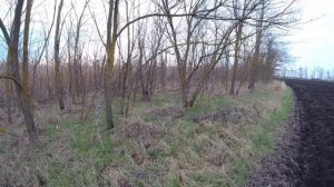 Трудовая  охота на зайца 2022год с ТАКСОЙ!!!