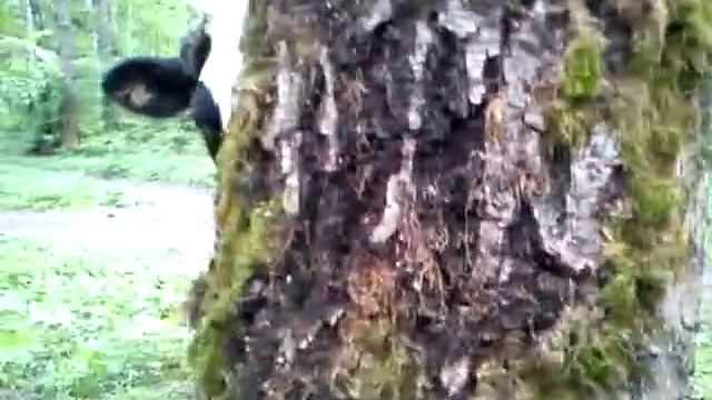 Злые коровы в Ульяновском лесопарке смотреть онлайн