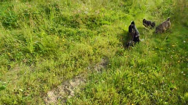 Гриффоны на прогулке.