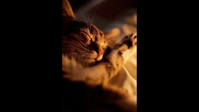 Новогодние котики слайд-шоу №3 смотреть онлайн